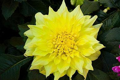 《怪形：重制版》一项体验优化 NPC不再强制感染